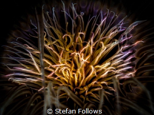 Playing with Fire. Tube Anemone - Cerianthus sp. Ang Thon... by Stefan Follows 